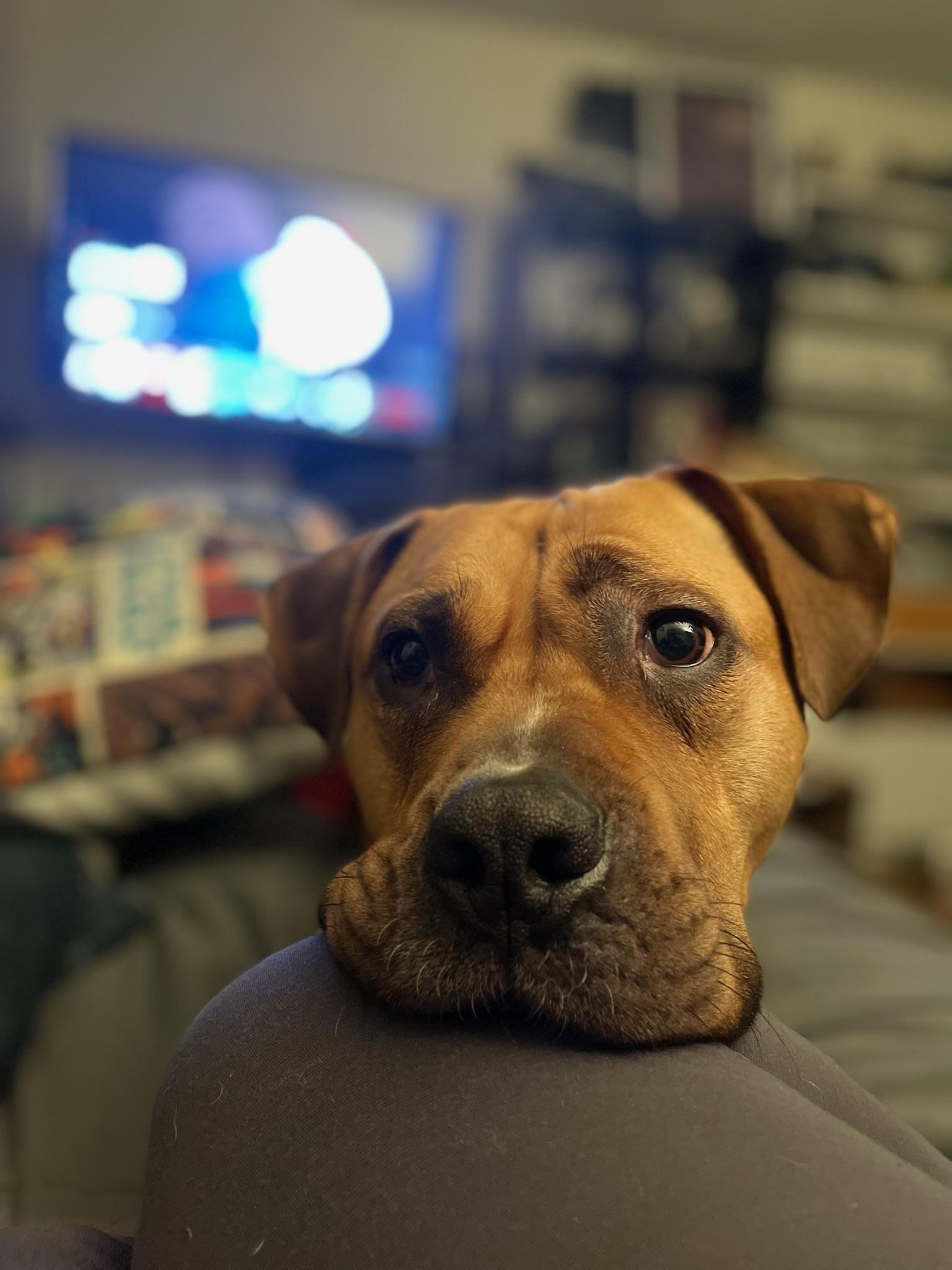 Milo, ADOPTABLE, Adult Male Boxer & Pit Bull Terrier.