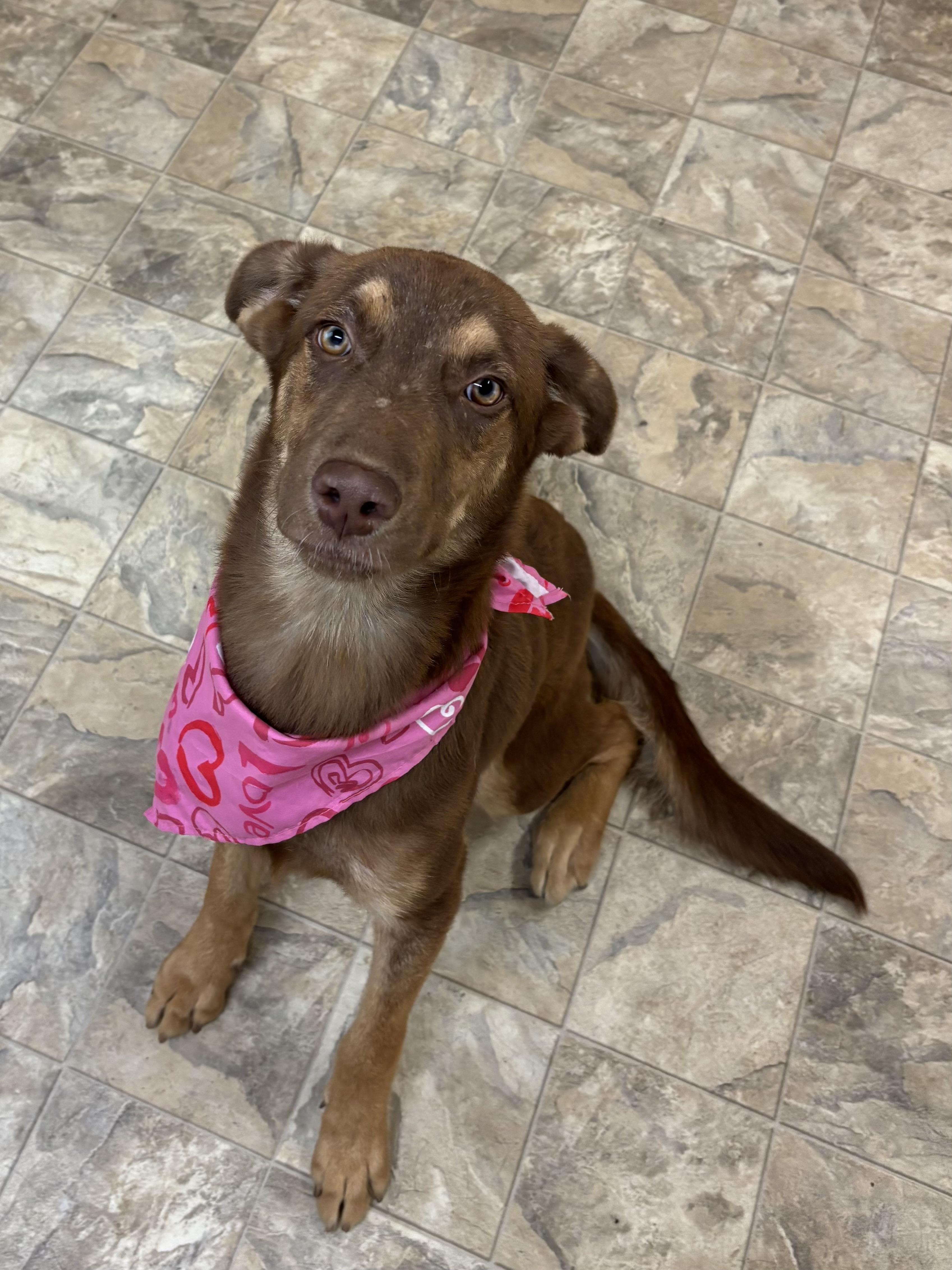 Enlarge Casey, a Adoptable mixed breed in Pilot Point, TX image 3/4