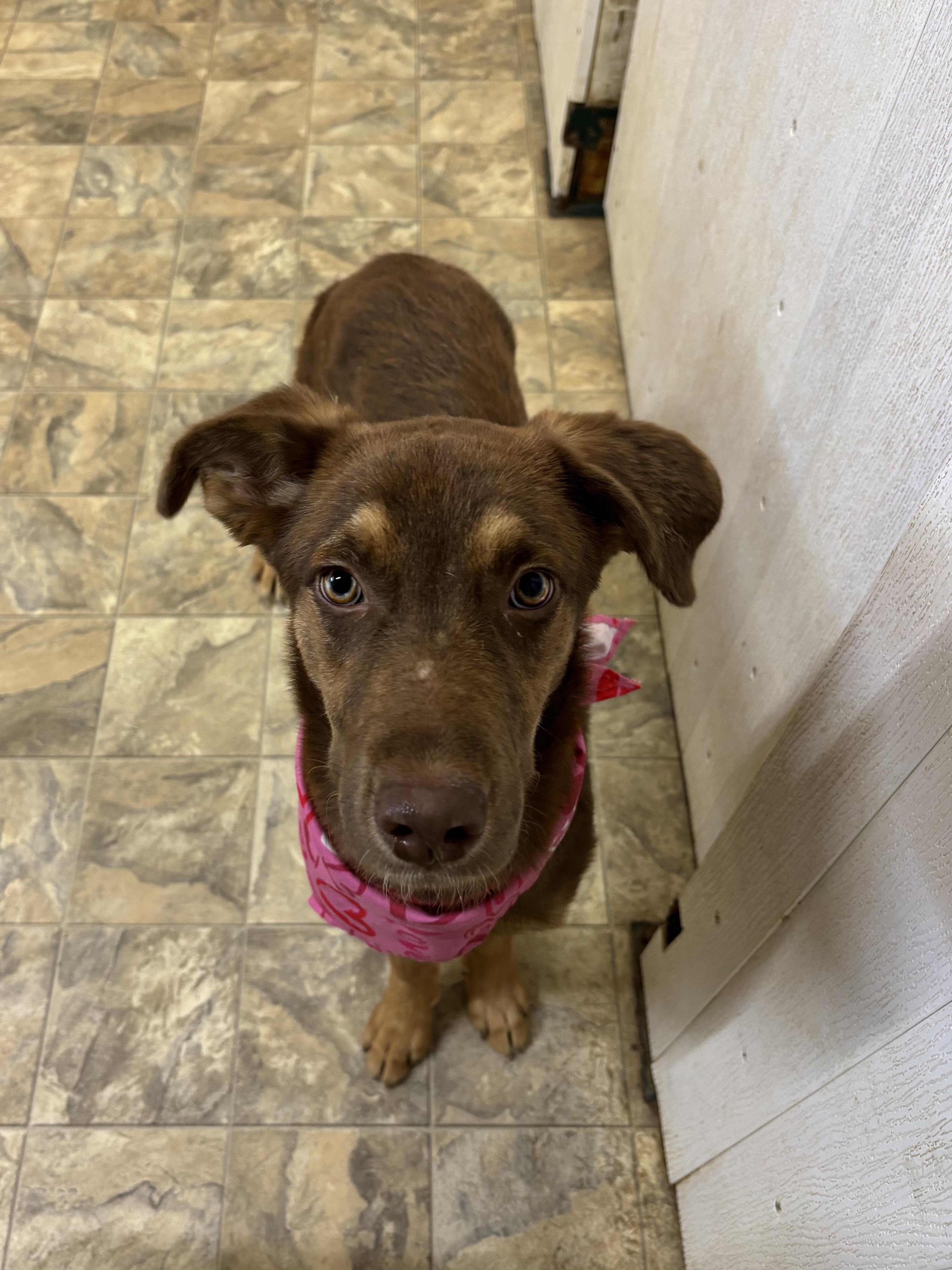 Kaci, Adoptable, Young Male Doberman Pinscher.