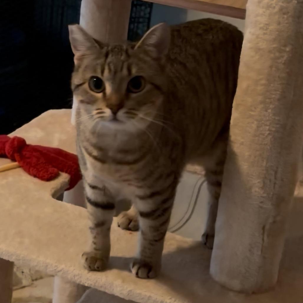 Alicent, Adoptable, Young Female Domestic Short Hair.