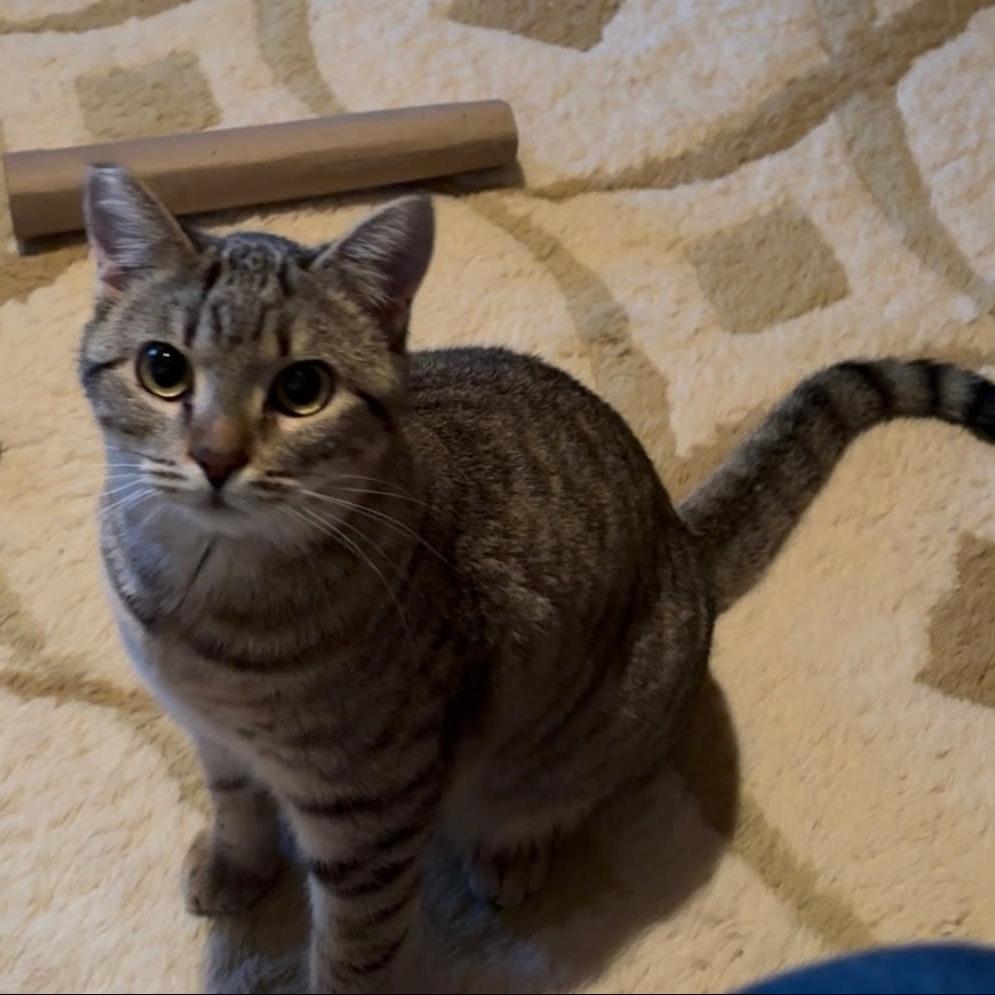 Enlarge Alicent, a Adoptable Domestic Short Hair in Incline Village, NV image 2/2