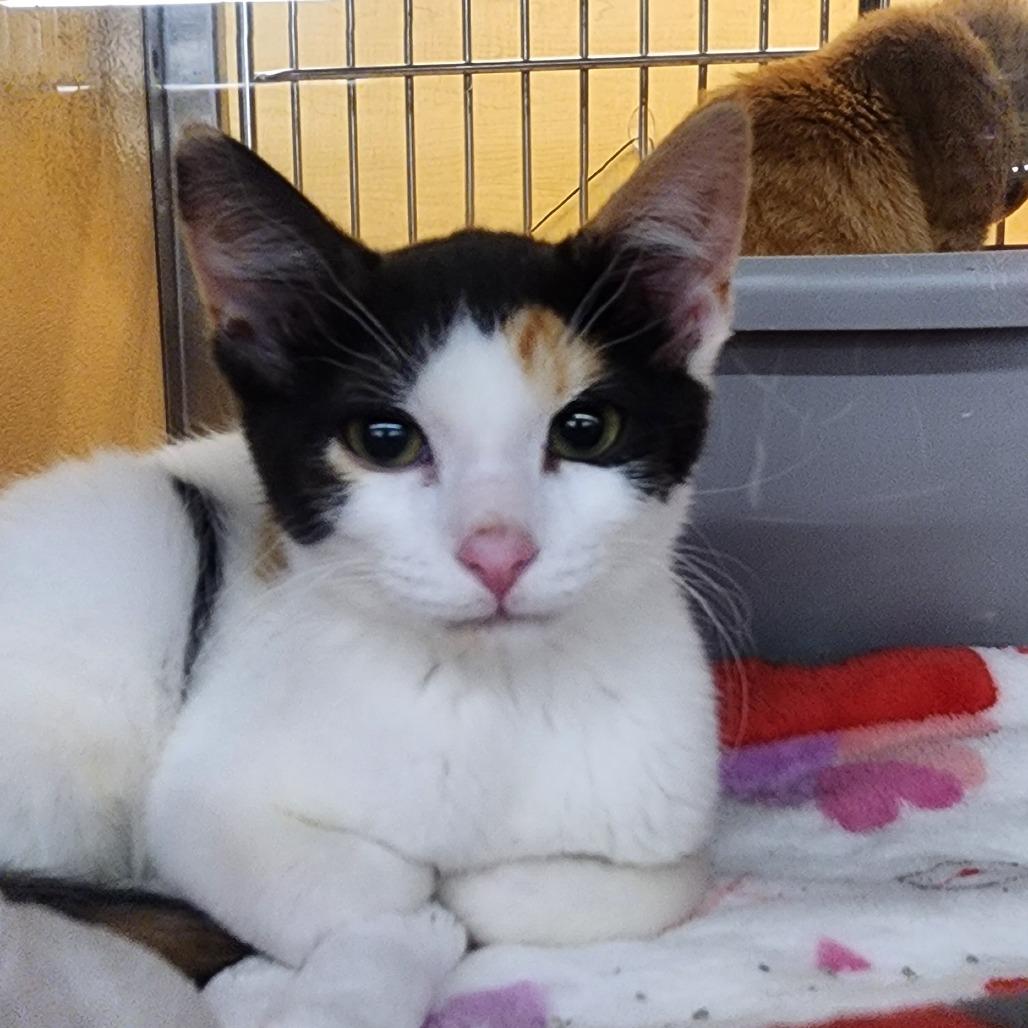 Cali-cuteness, Adoptable, Young Female Domestic Short Hair.