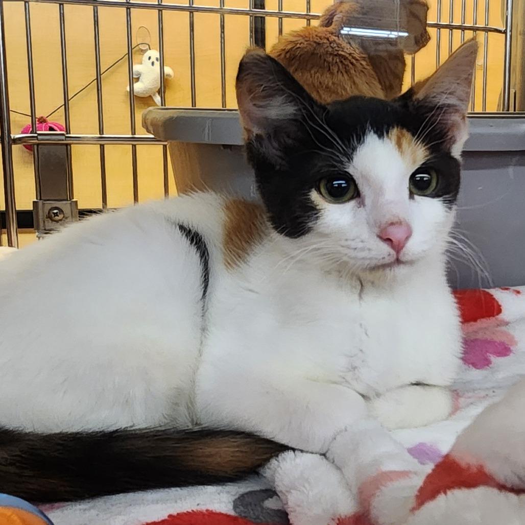 Enlarge Cali-cuteness, a Adoptable Domestic Short Hair in Toledo, OH image 2/2