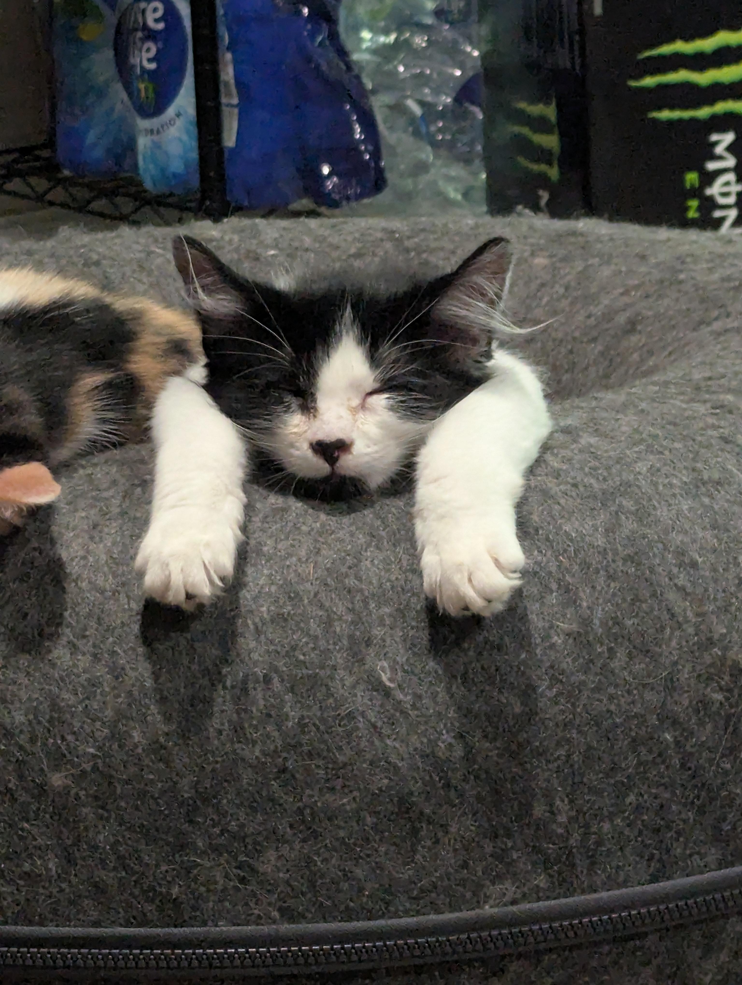 Cats & Kittens for Adoption in Enochville, NC | Petfinder