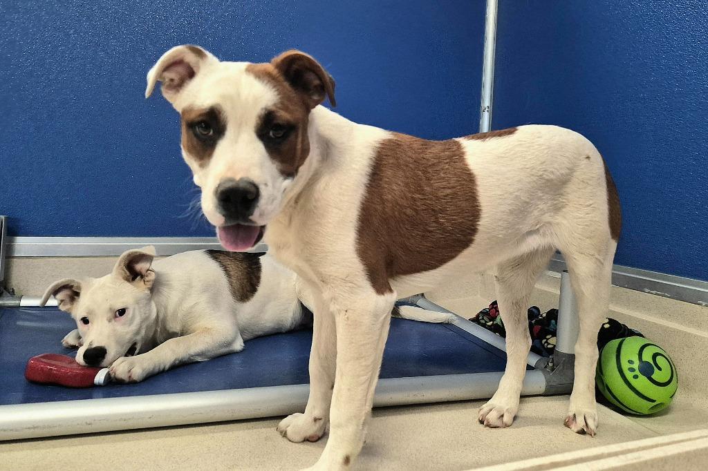 Enlarge Bertha, a Adoptable mixed breed in Moriarty, NM image 1/4