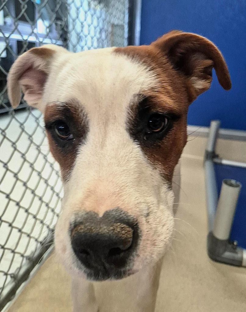 Enlarge Bertha, a Adoptable mixed breed in Moriarty, NM image 2/4