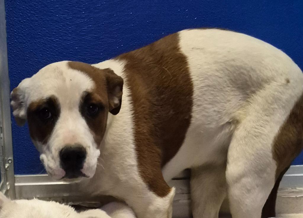 Enlarge Bertha, a Adoptable mixed breed in Moriarty, NM image 3/4