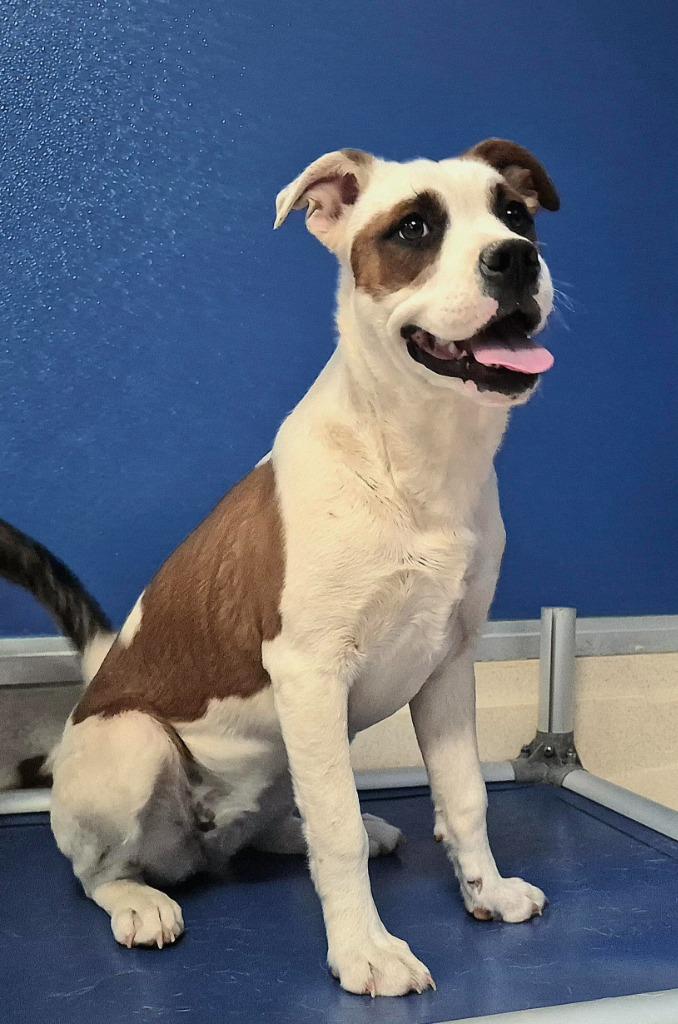 Enlarge Bertha, a Adoptable mixed breed in Moriarty, NM image 4/4