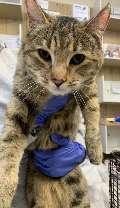 Birdie — thumbnail 2