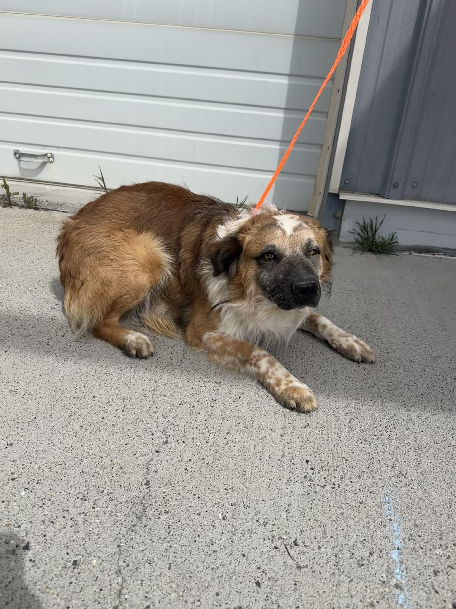 Enlarge 60760408, an adopted mixed breed in Elko, NV image 1/1