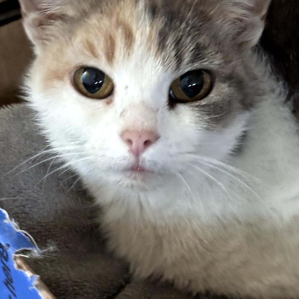Enlarge Tansy, a Adoptable Domestic Short Hair in Carmel, IN image 1/1