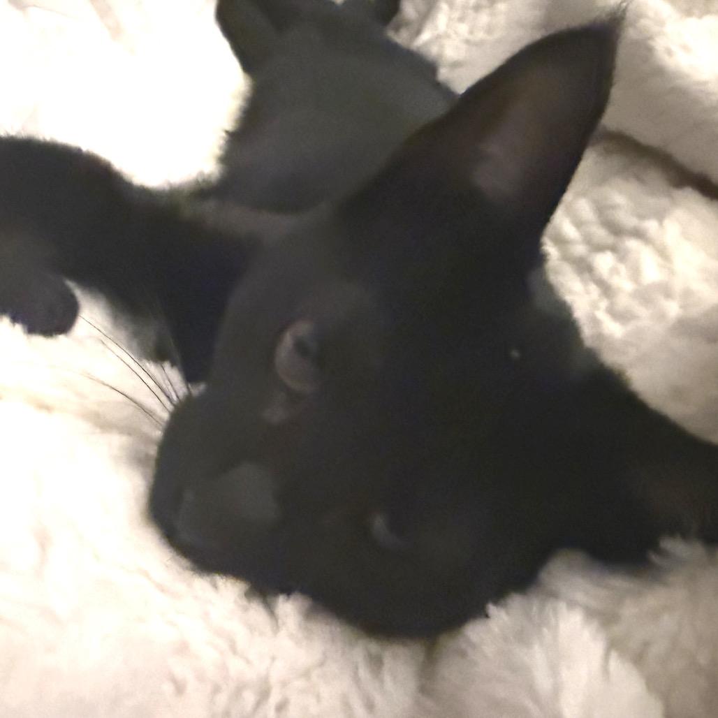 Chestnut, Adoptable, Young Male Domestic Short Hair.