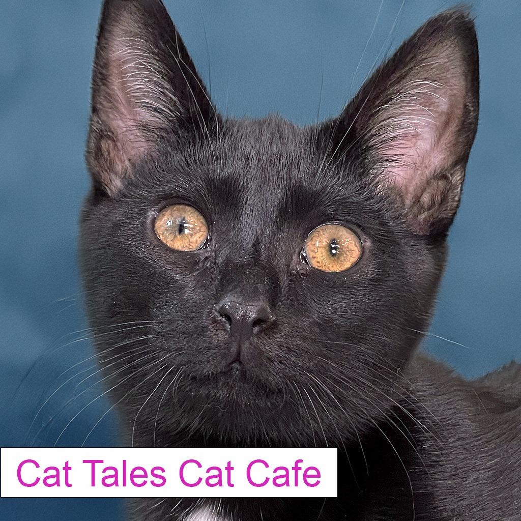 Enlarge Chestnut, a Adoptable Domestic Short Hair in Chapel Hill, NC image 2/4