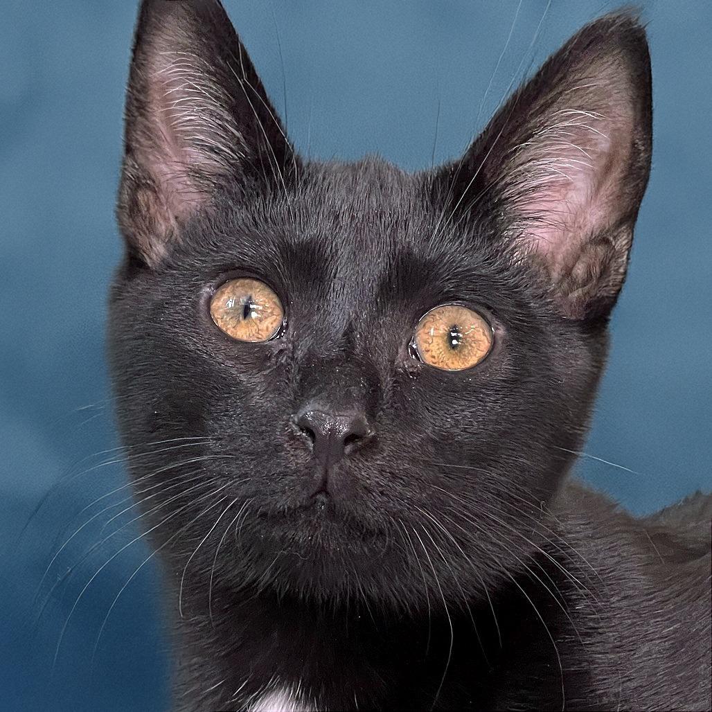 Enlarge Chestnut, a Adoptable Domestic Short Hair in Chapel Hill, NC image 3/4