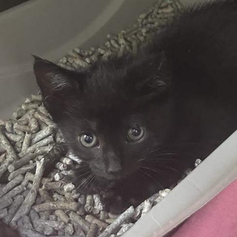 Enlarge Chestnut, a Adoptable Domestic Short Hair in Chapel Hill, NC image 4/4