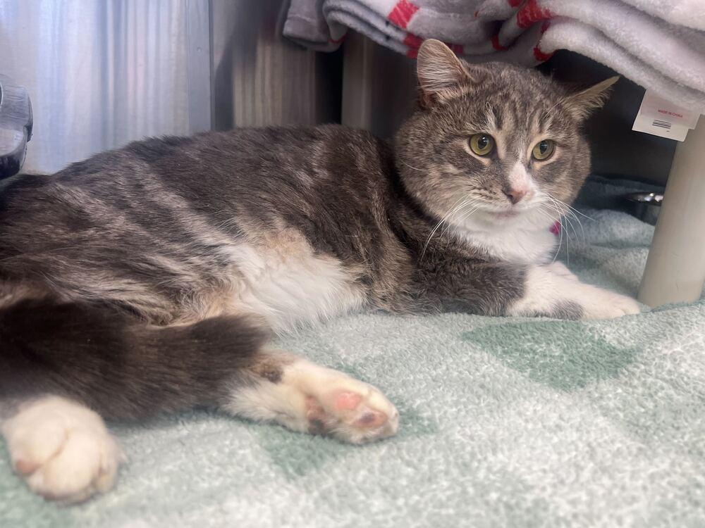 Ethan Winters, Adopted, Adult Male Domestic Short Hair.