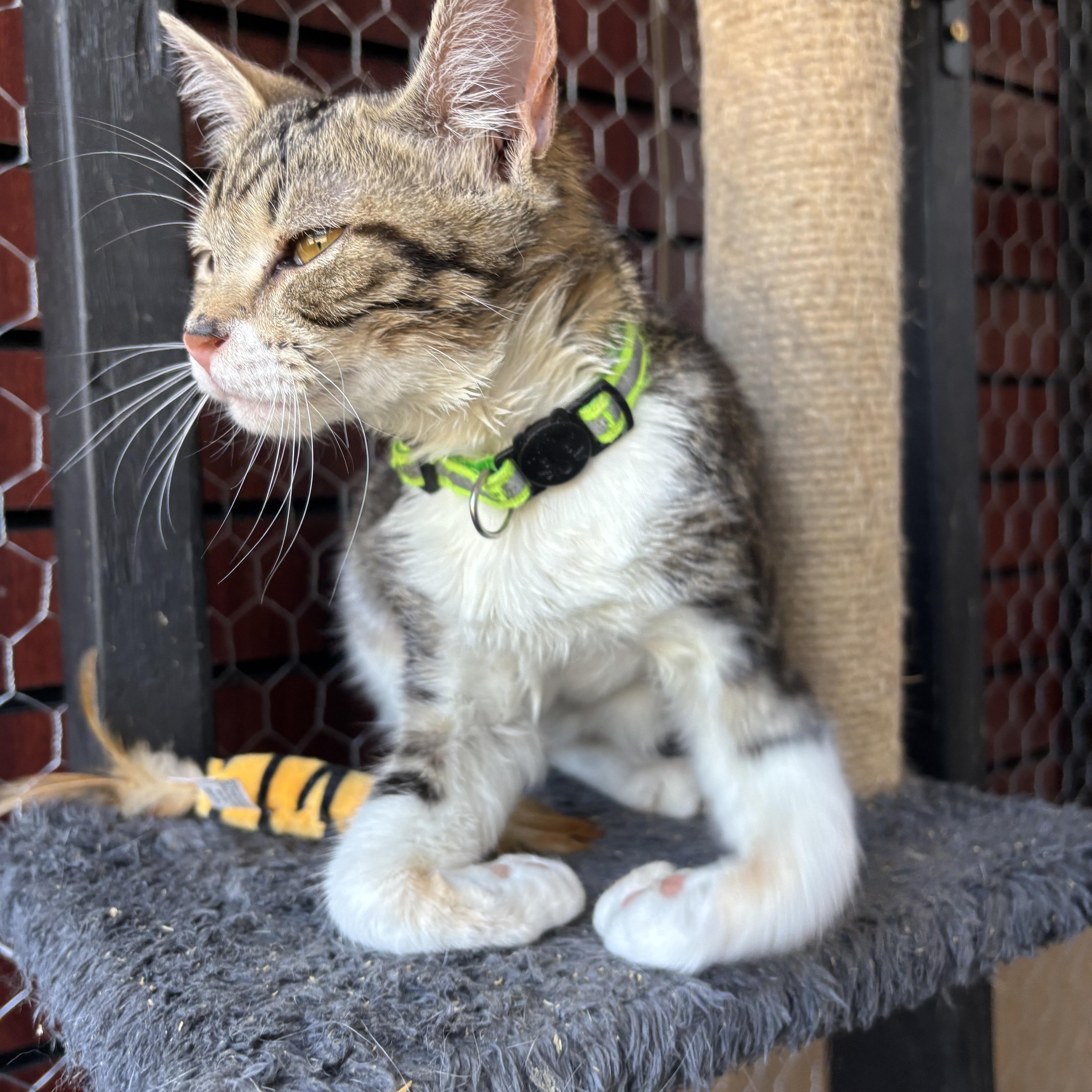 Enlarge Harlequin, a Adopted Domestic Short Hair in Galloway, NJ image 4/4
