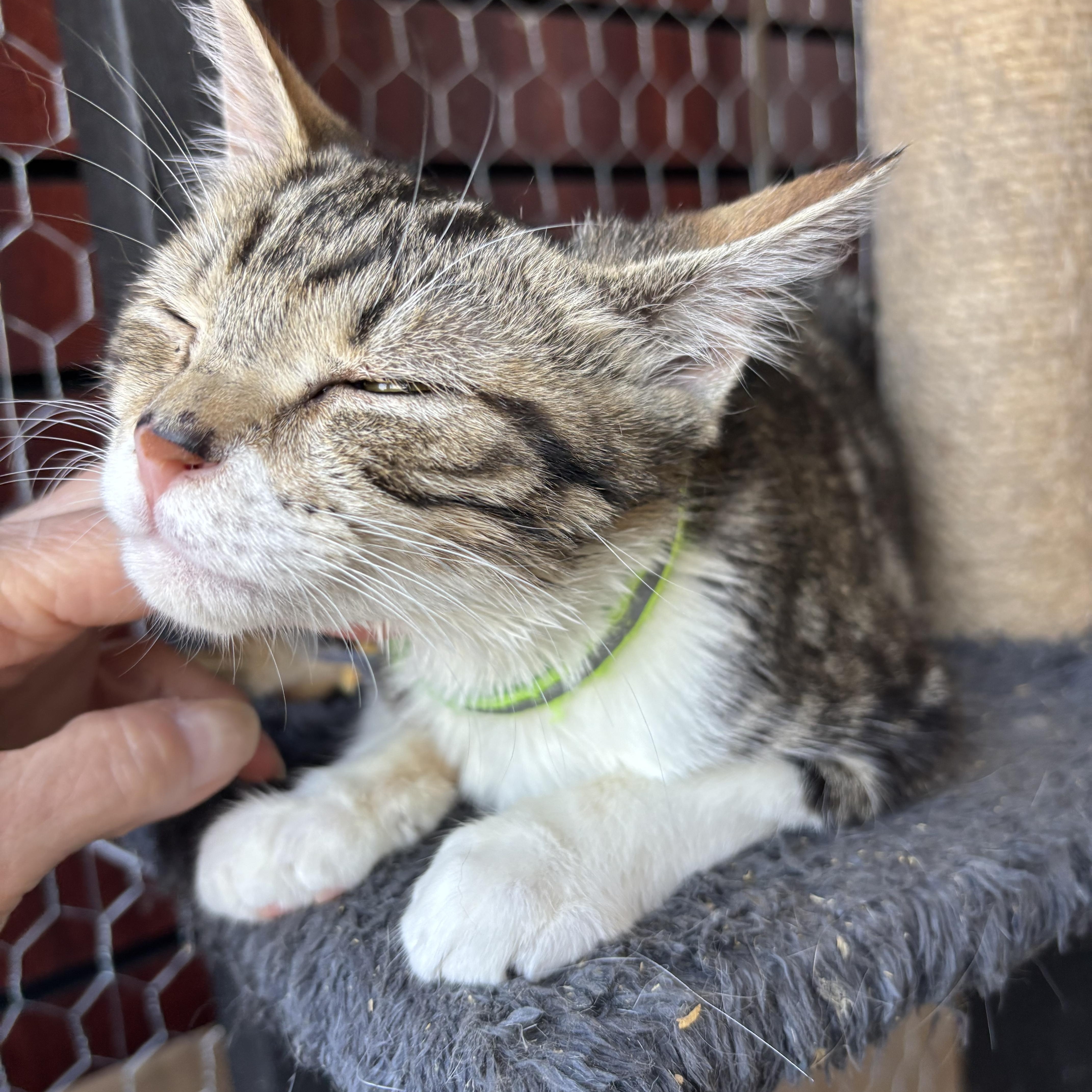 Harlequin, Adopted, Kitten Female Domestic Short Hair.