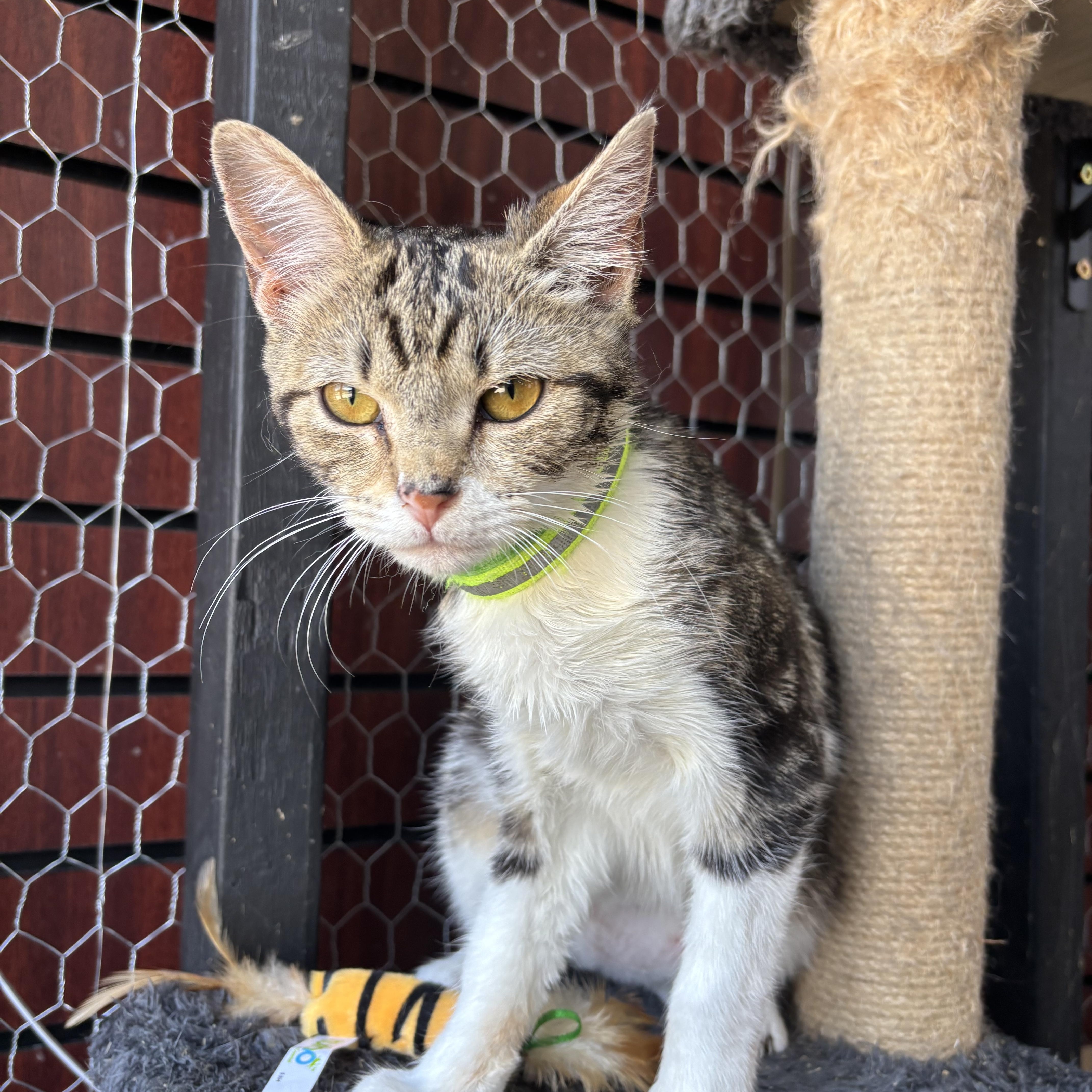 Enlarge Harlequin, a Adopted Domestic Short Hair in Galloway, NJ image 3/4