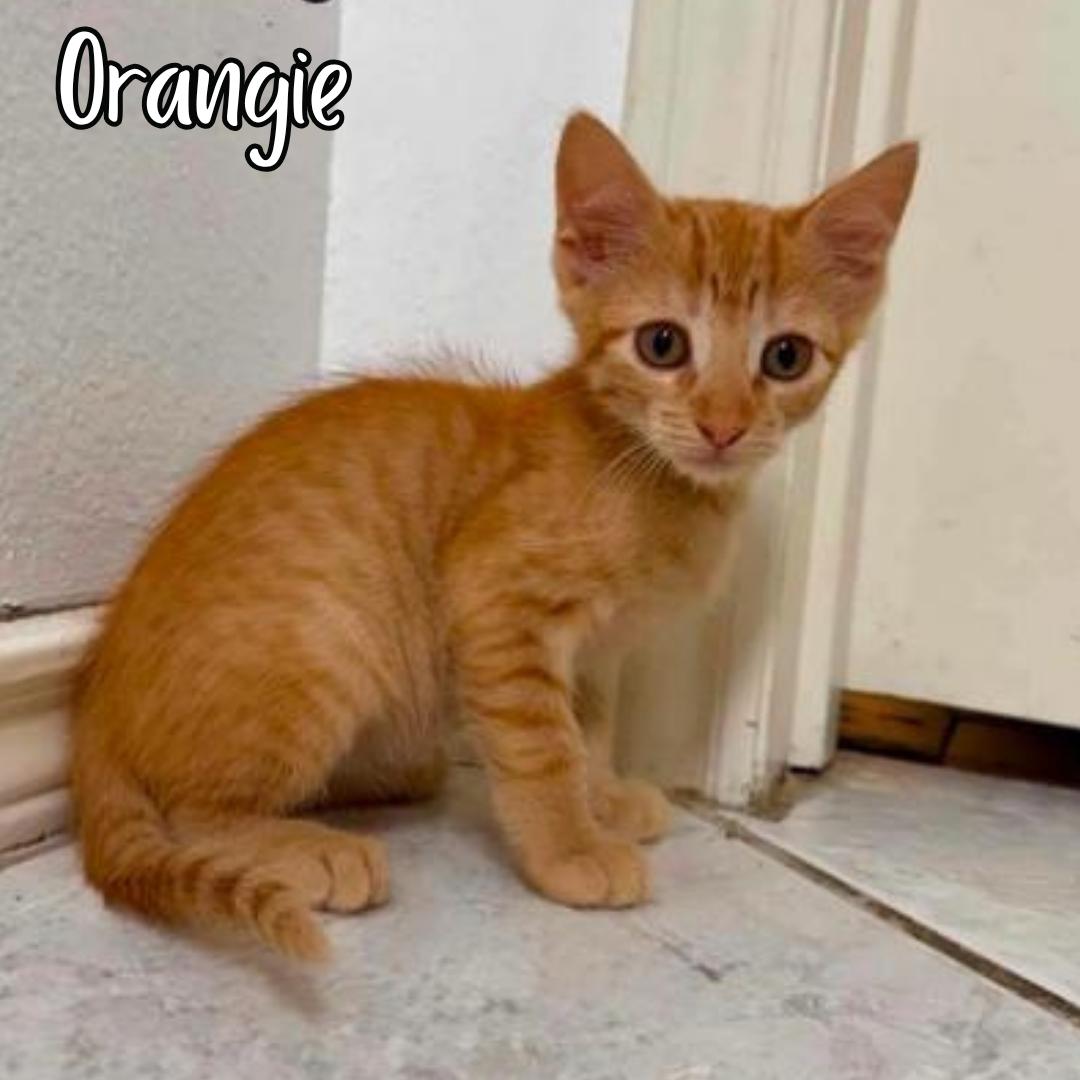 Orangie, Adoptable, Young Male Domestic Short Hair.