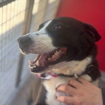 DIXIE, ADOPTABLE, Young Female Mixed Breed.