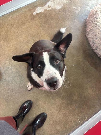 Enlarge DIXIE, a ADOPTABLE Mixed Breed in Fernandina Beach, FL image 2/3