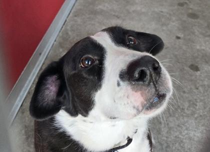 Enlarge DIXIE, a ADOPTABLE Mixed Breed in Fernandina Beach, FL image 3/3