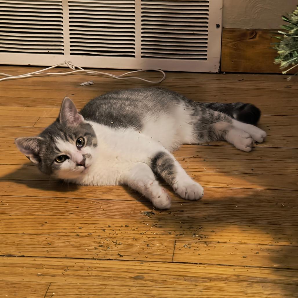 Odie, Adoptable, Kitten Male Domestic Short Hair.