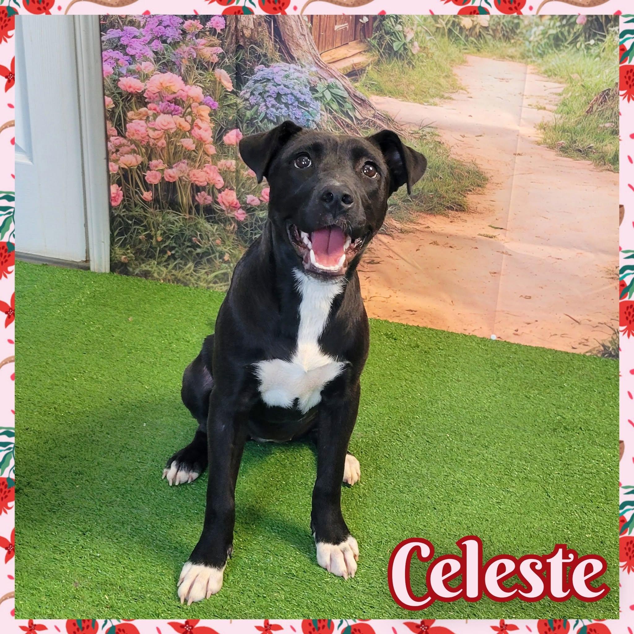 Enlarge Celeste, an adoptable mixed breed in Daingerfield, TX image 1/2
