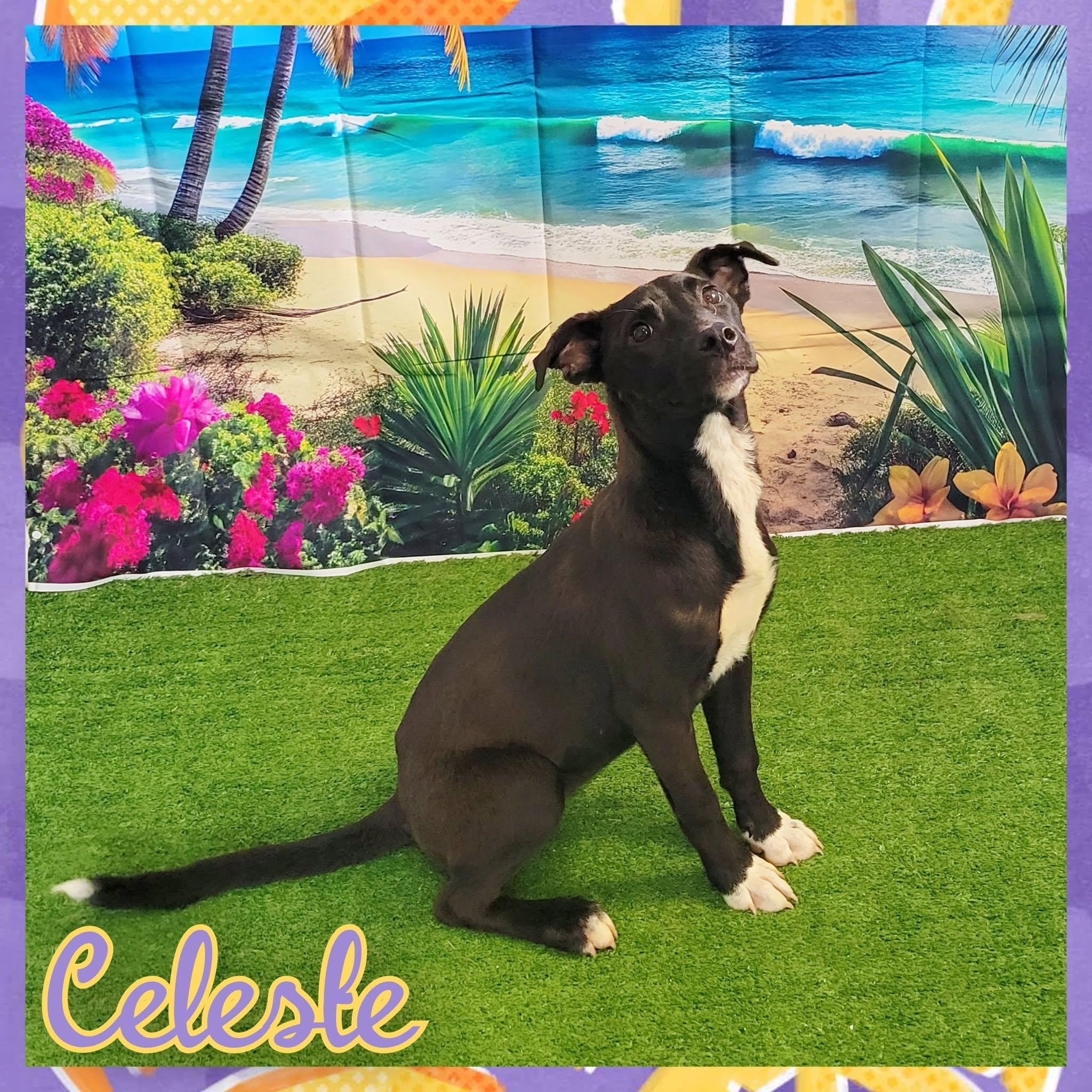 Enlarge Celeste, an adoptable mixed breed in Daingerfield, TX image 1/1