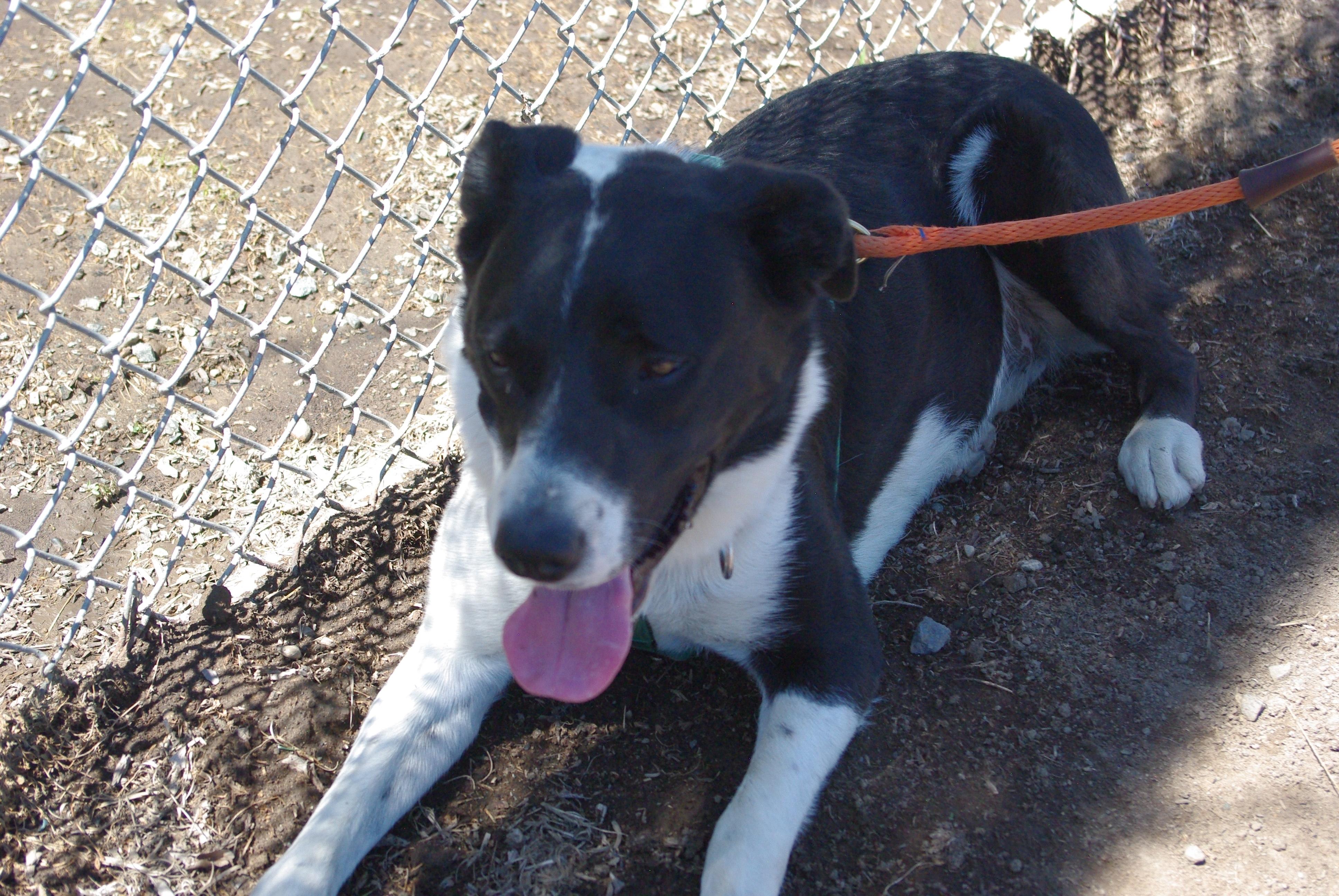 Enlarge Trixie, an adoptable mixed breed in Baker City, OR image 1/4