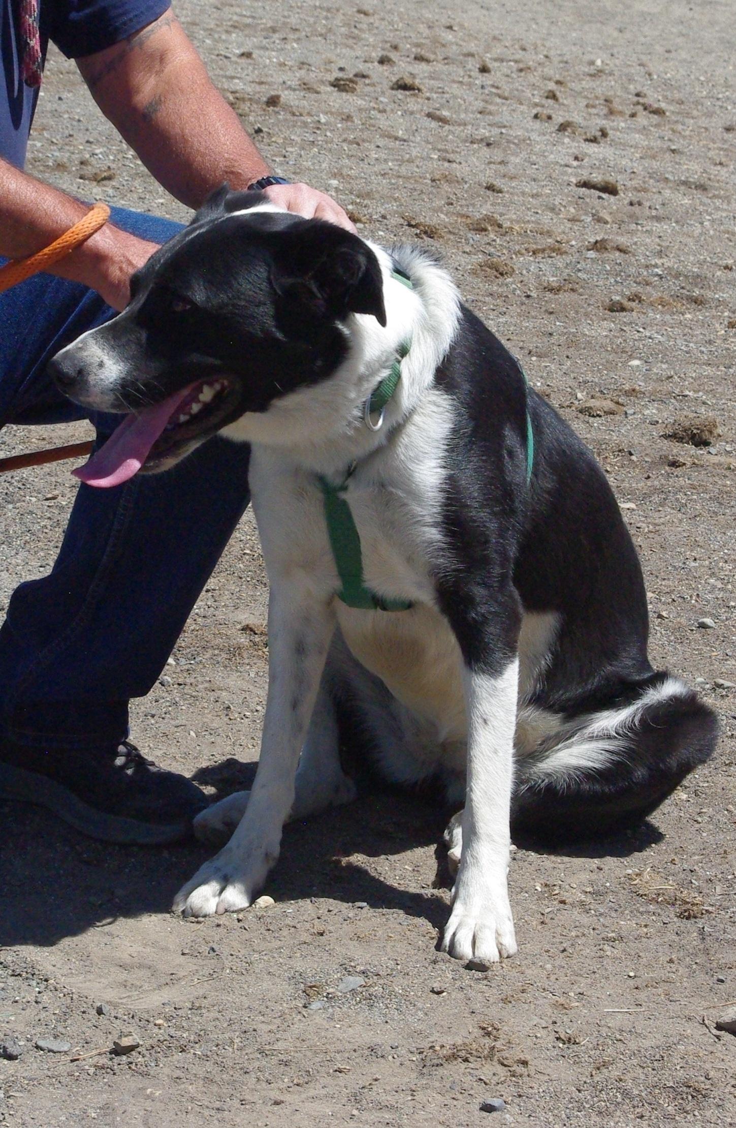 Enlarge Trixie, an adoptable mixed breed in Baker City, OR image 2/4