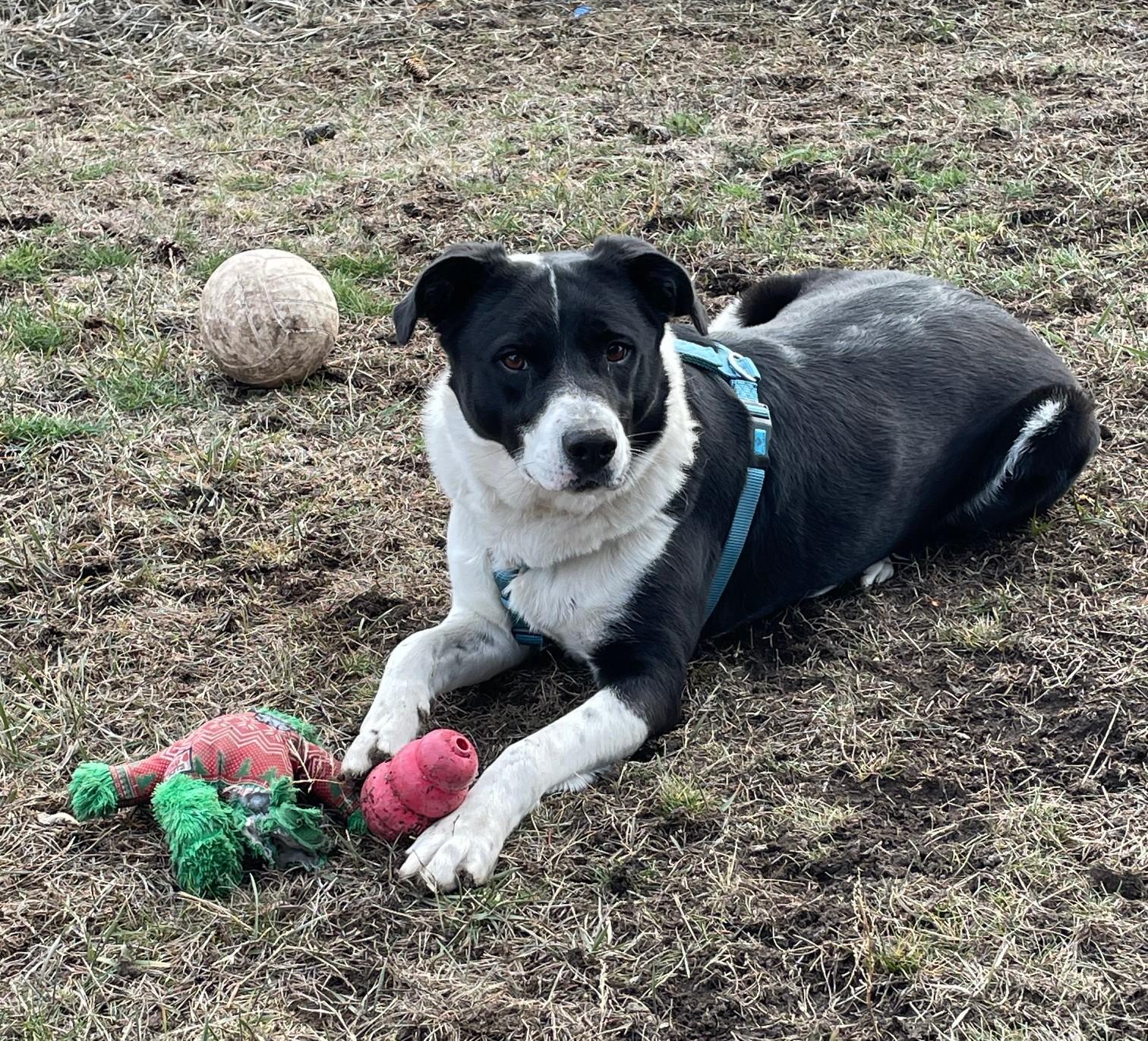 Trixie, an adoptable Border Collie in Baker City, OR, 97814 | Photo Image 4