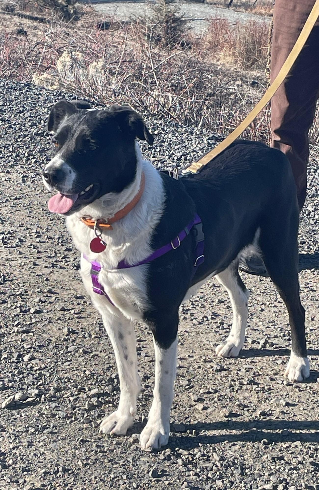 Trixie, Adoptable, Adult Female Border Collie.