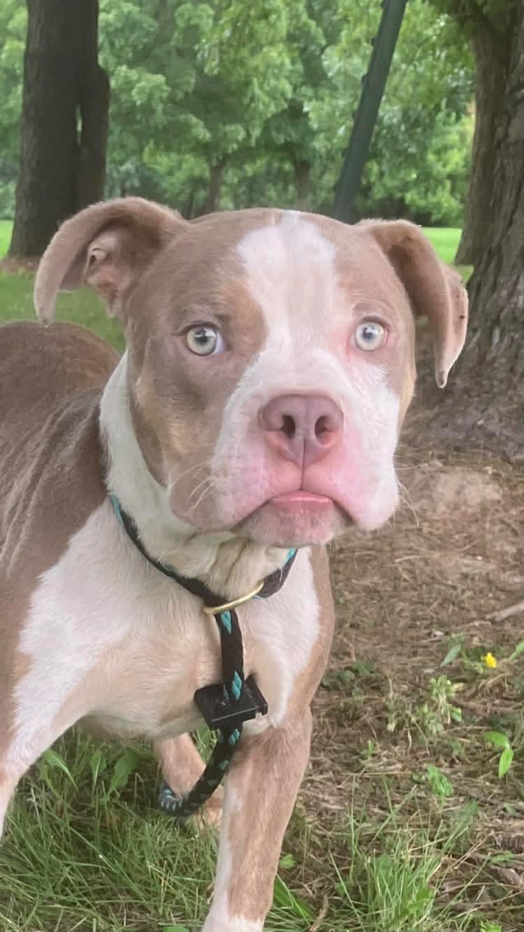 Hercules, an adopted mixed breed in Springfield, IL image 3/5