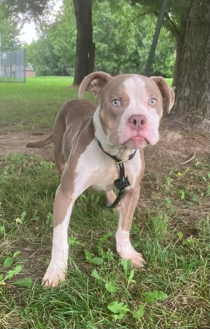 Hercules, an adopted mixed breed in Springfield, IL image 5/5