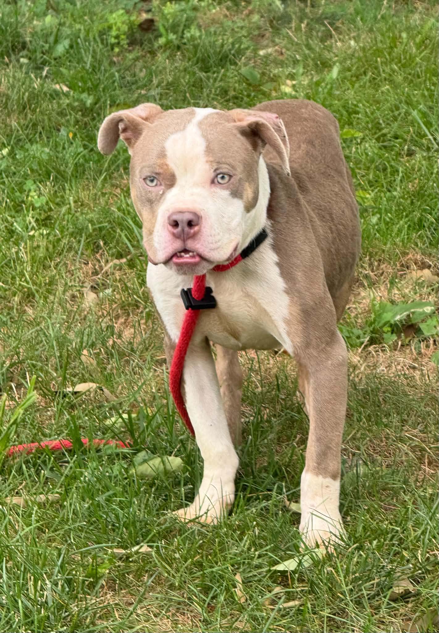 Hercules, an adopted mixed breed in Springfield, IL image 4/5