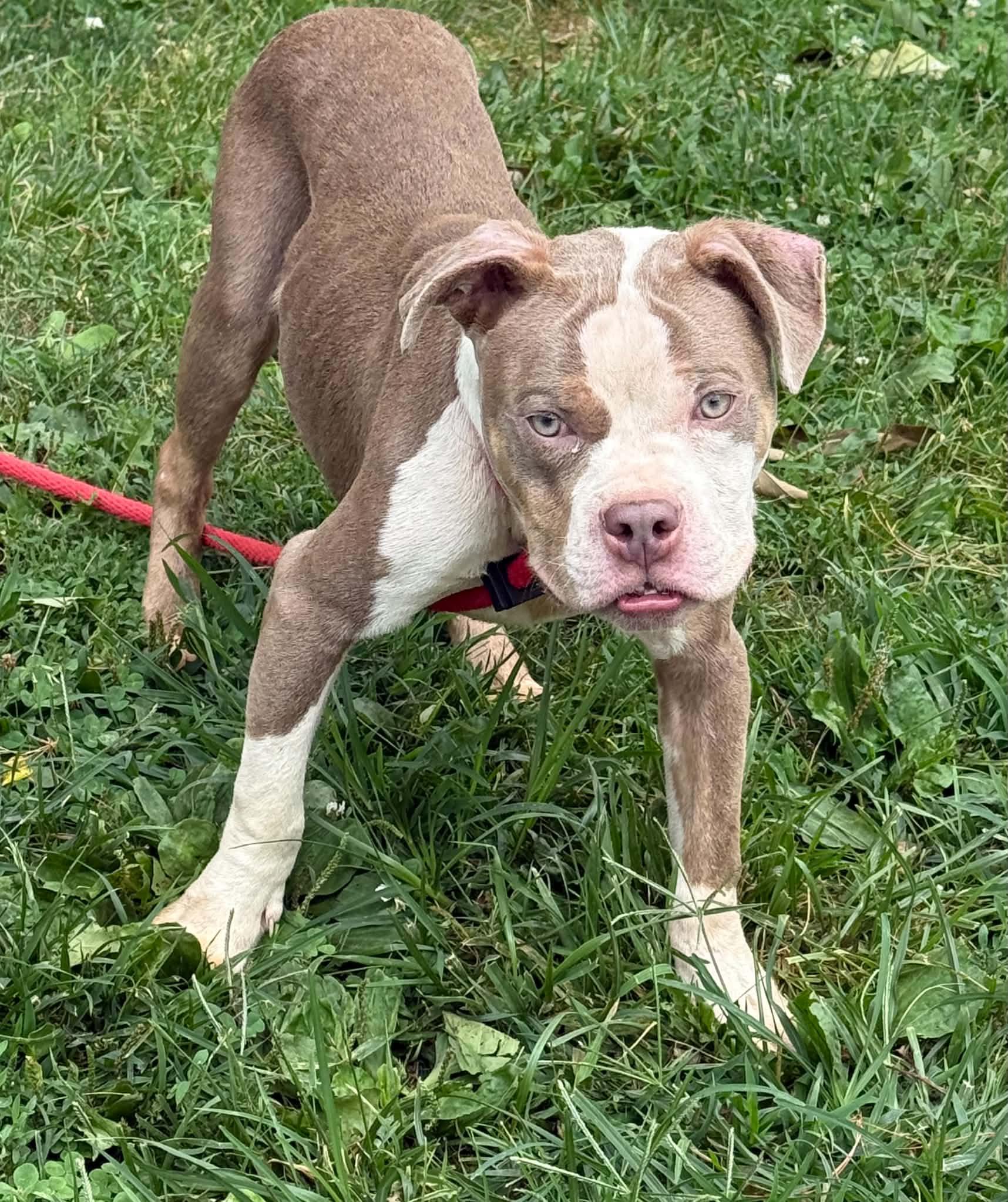 Hercules, an adopted mixed breed in Springfield, IL image 1/5