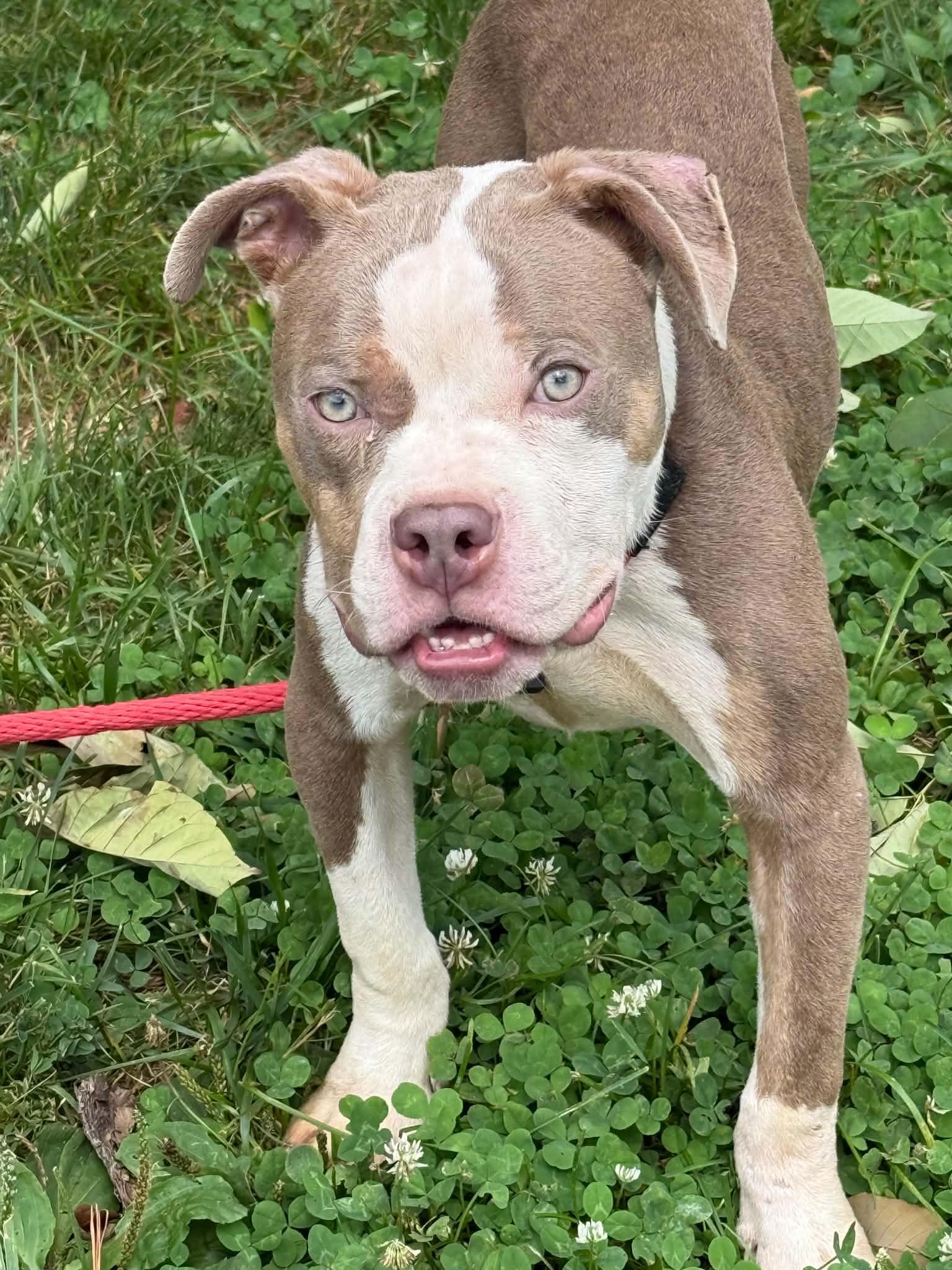 Hercules, an adopted mixed breed in Springfield, IL image 2/5