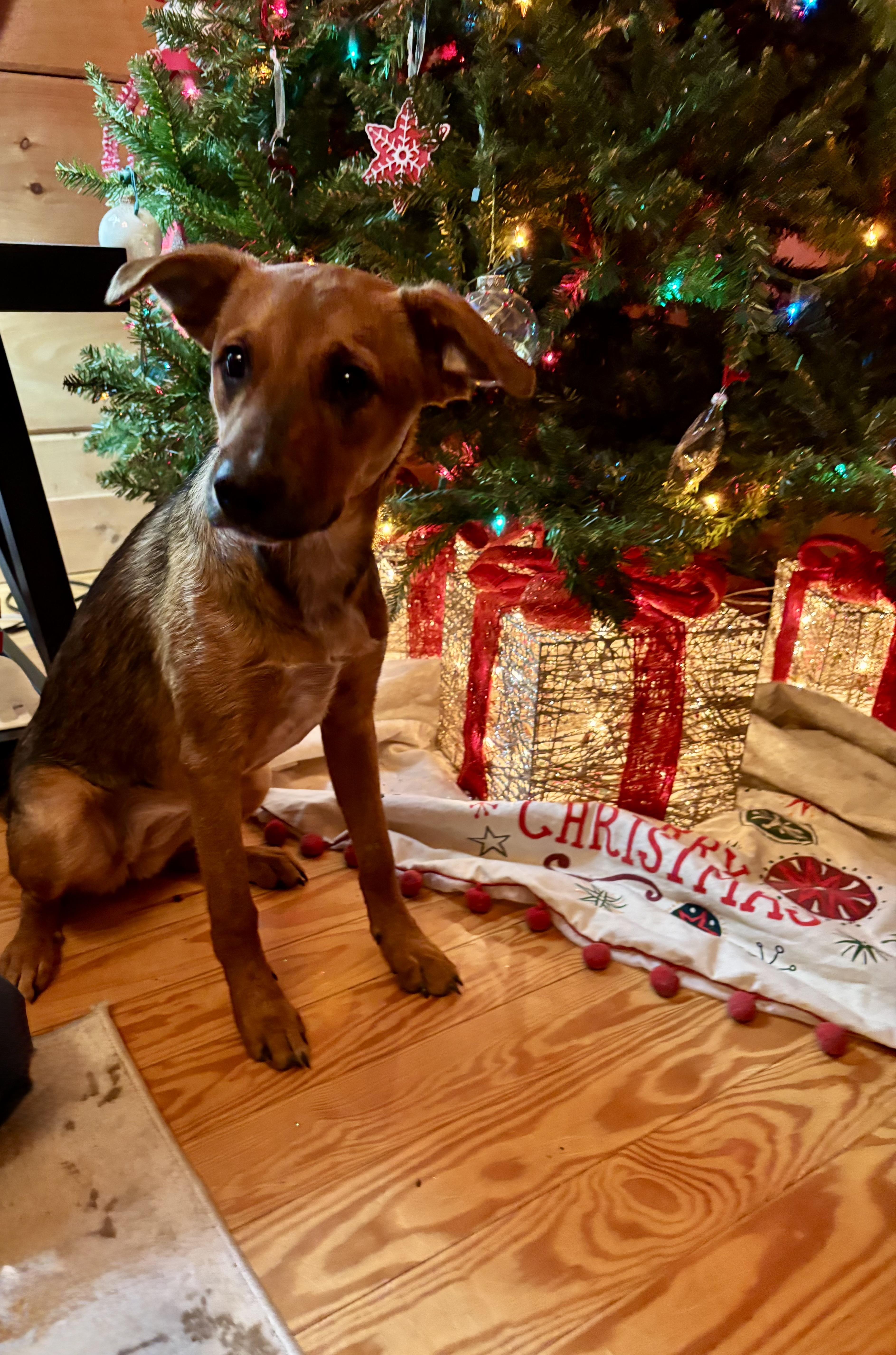 Thea, Adoptable, Puppy Female Shepherd.