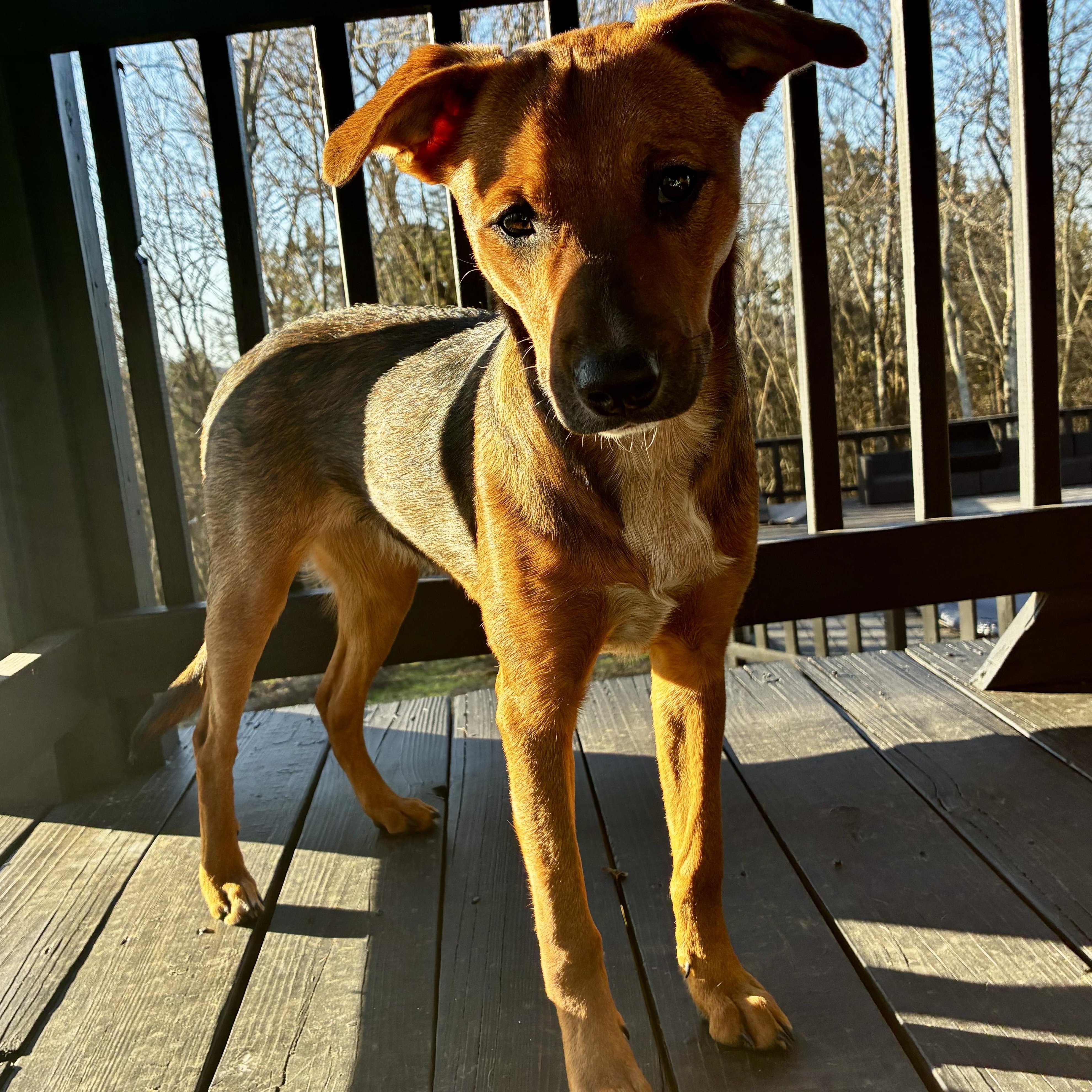 Enlarge Thea, a Adoptable mixed breed in Spring hill, TN image 2/6