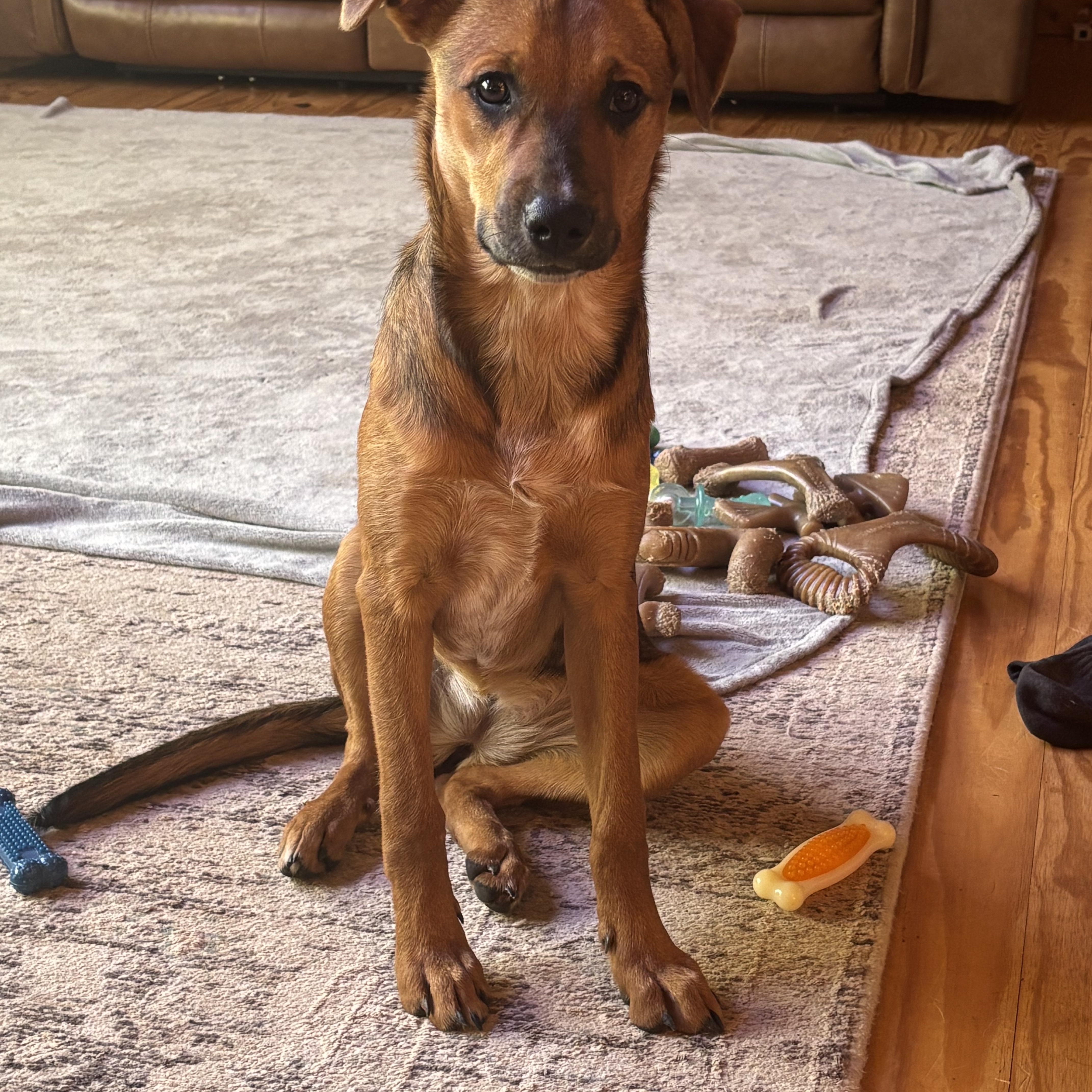 Thea, Adoptable, Puppy Female Shepherd.