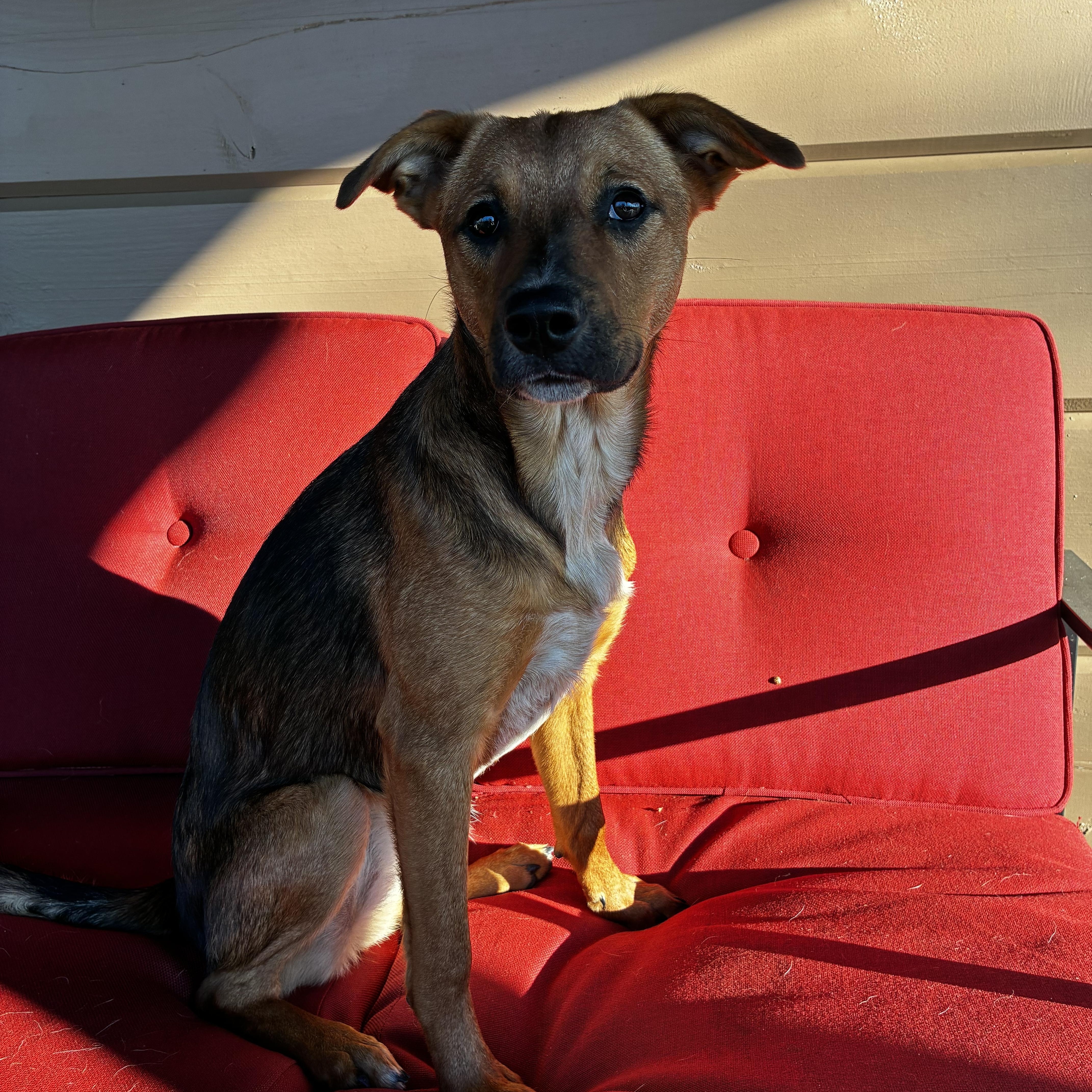 Enlarge Thea, a Adoptable mixed breed in Spring hill, TN image 3/6