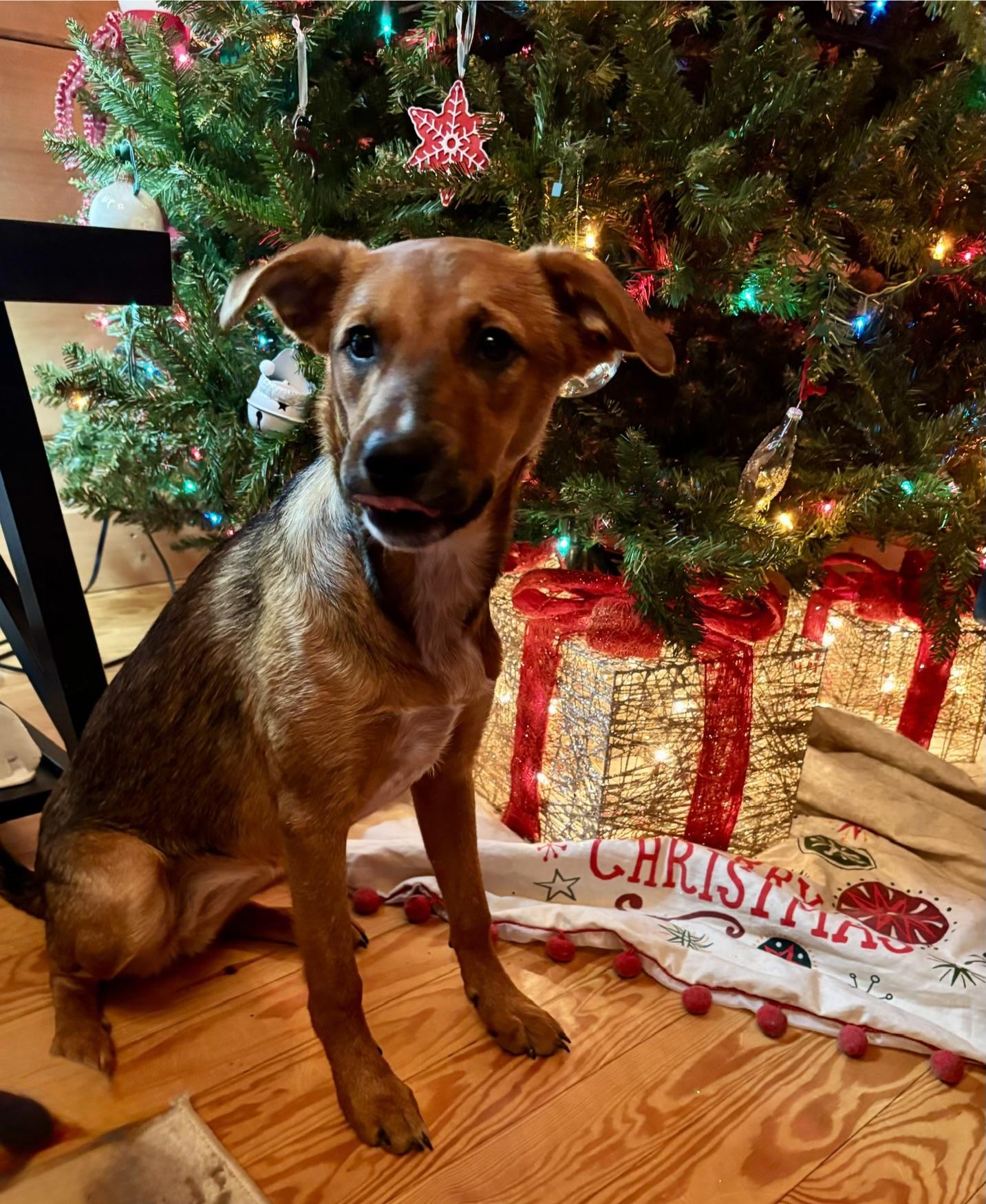 Enlarge Thea, a Adoptable mixed breed in Spring hill, TN image 5/6