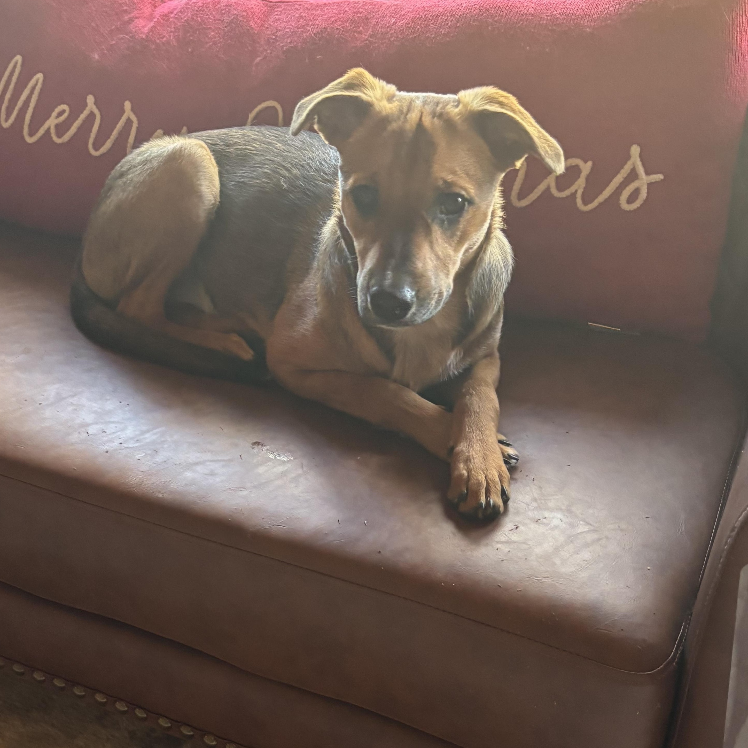 Enlarge Thea, a Adoptable mixed breed in Spring hill, TN image 6/6