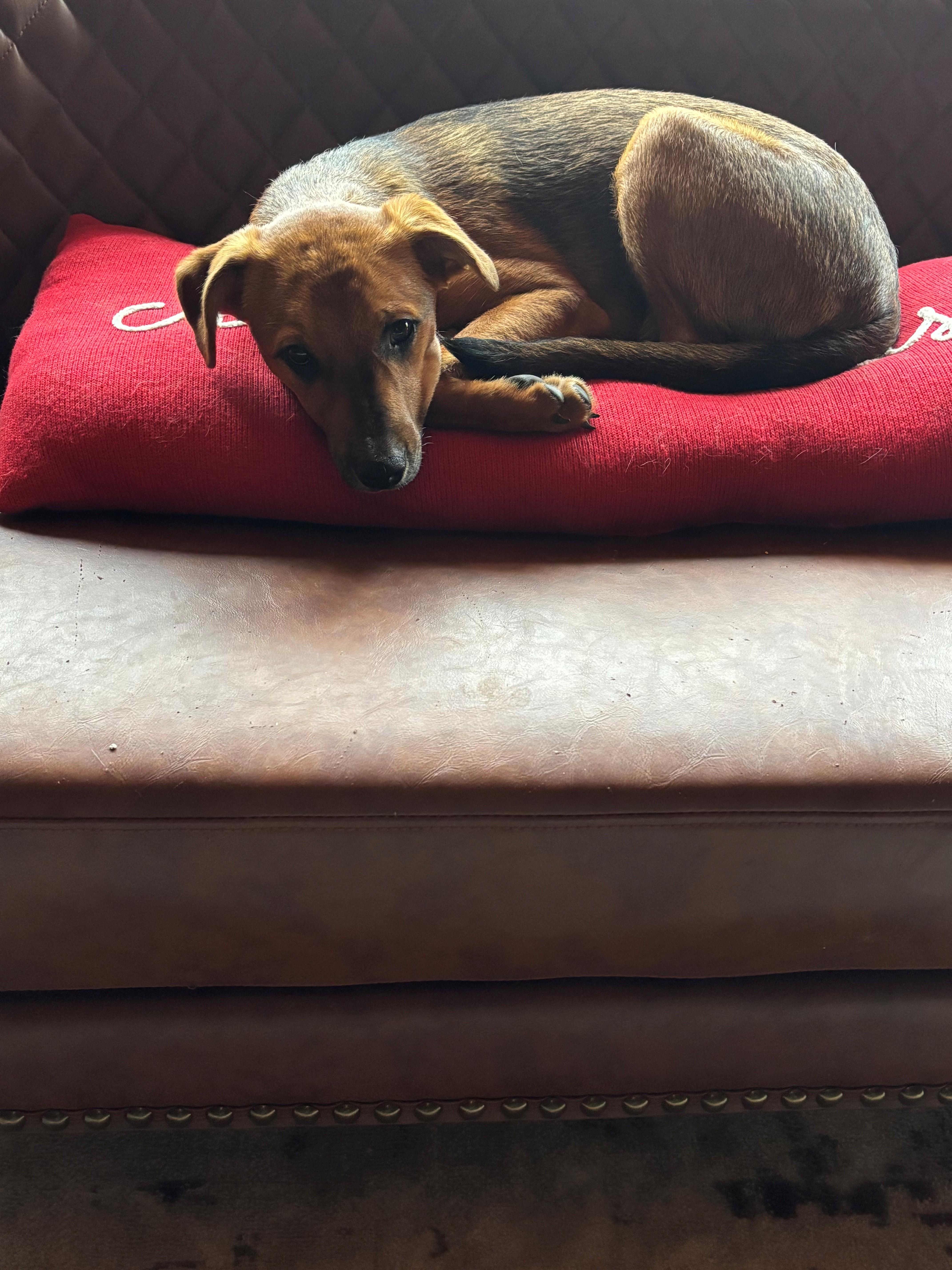 Enlarge Thea, a Adoptable mixed breed in Spring hill, TN image 1/1