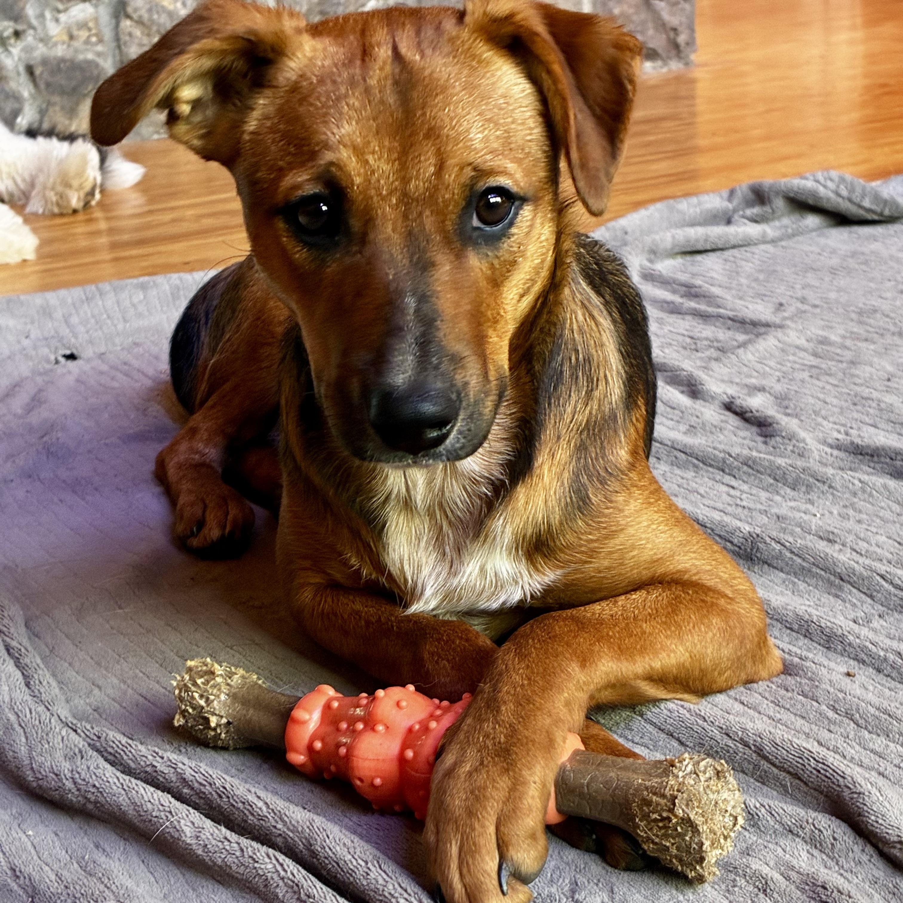 Thea, Adoptable, Puppy Female Black Mouth Cur.