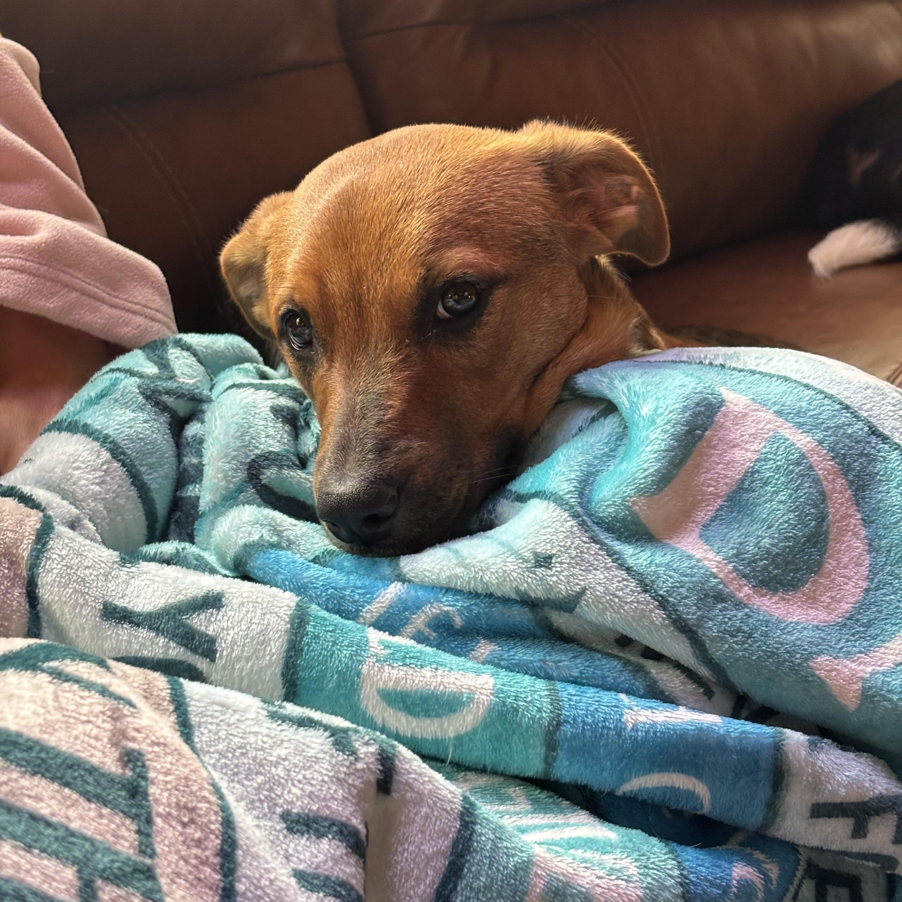 Enlarge Thea, a Adoptable mixed breed in Spring hill, TN image 4/6