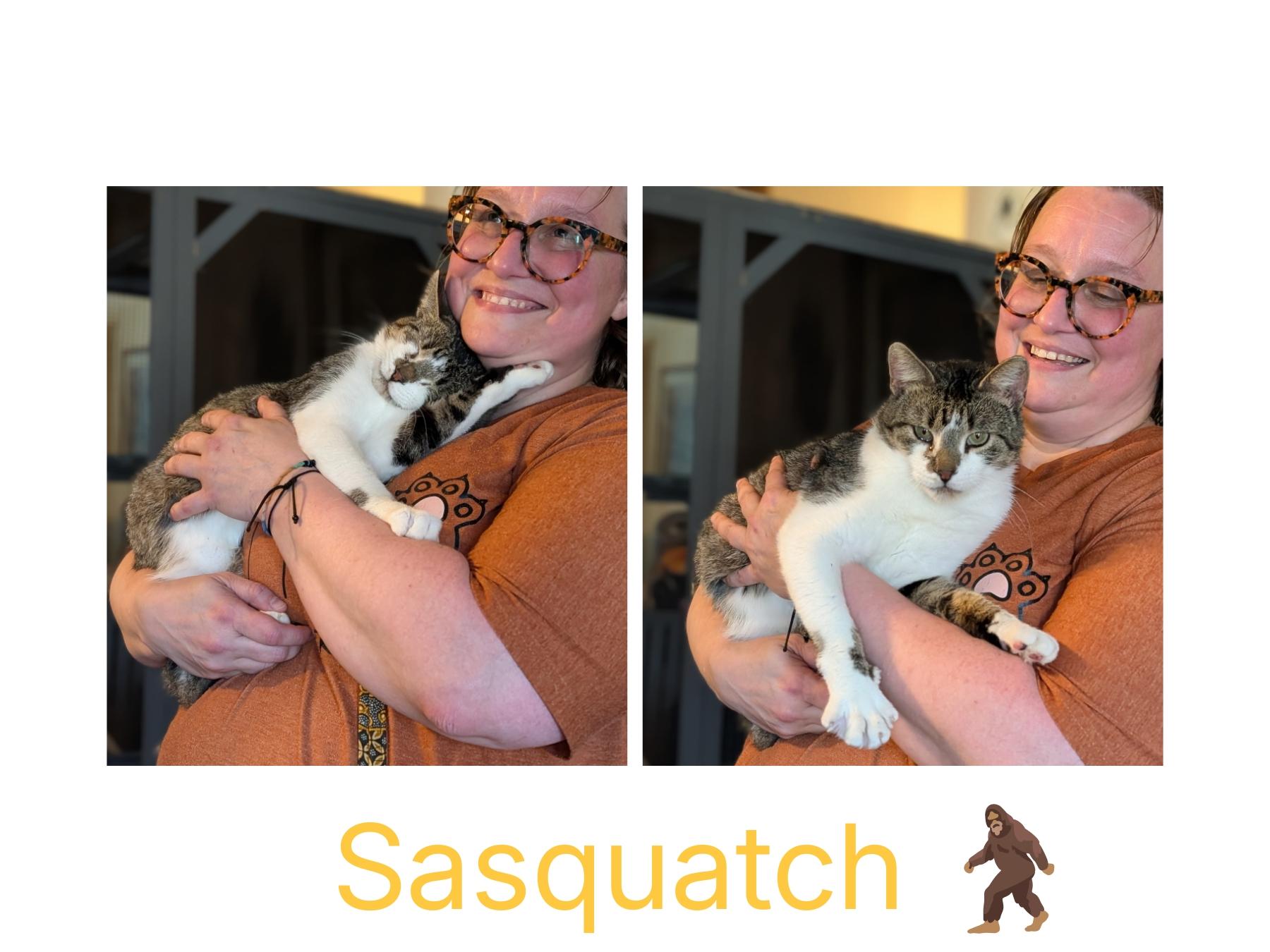 Enlarge Sasquatch, a Adopted Domestic Short Hair in Kearney, NE image 1/1
