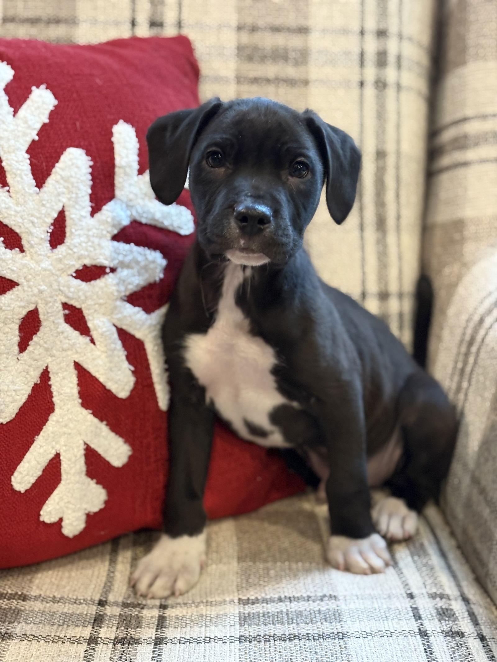 Enlarge Kylo, a Adopted mixed breed in Tarrytown, GA image 3/3